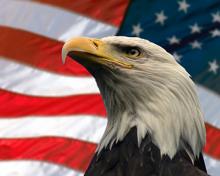 American eagle with USA flag