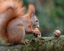 squirrel gathering nuts