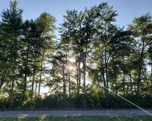 sun set behind trees in Bath Indiana