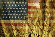 USA flag and wheat field